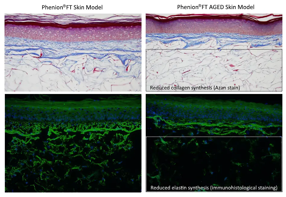 Phenion FT skin model compared to Phenion Aged FT skin model