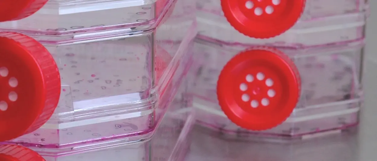 Human primary cell culture for Phenion skin model